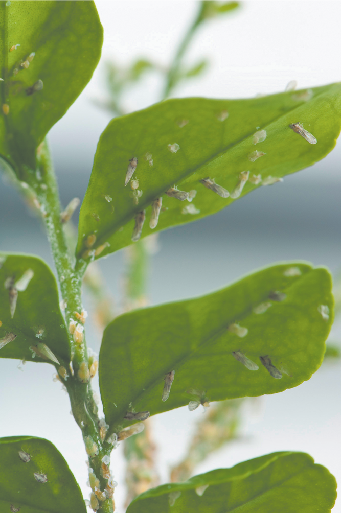 Citrus greening, one of the most significant citrus diseases, was first detected in Florida in 2005. It is spread by the Asian citrus psyllid (ACP), its insect vector. Photo courtesy of R. Anson Eaglin, USDA-APHIS