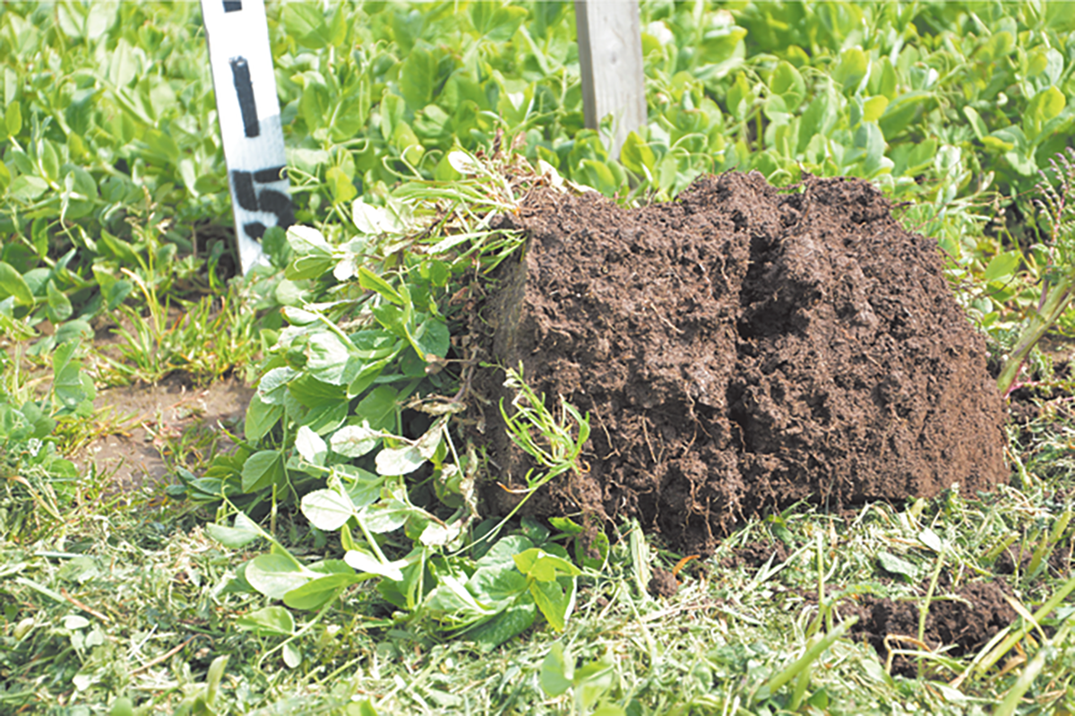 While global agriculture accounts for nearly a quarter of greenhouse gas emissions worldwide, when sustainable agricultural practices are put into action, farmed soils have the potential to be a significant carbon sink. Photo courtesy of NRCS Oregon.