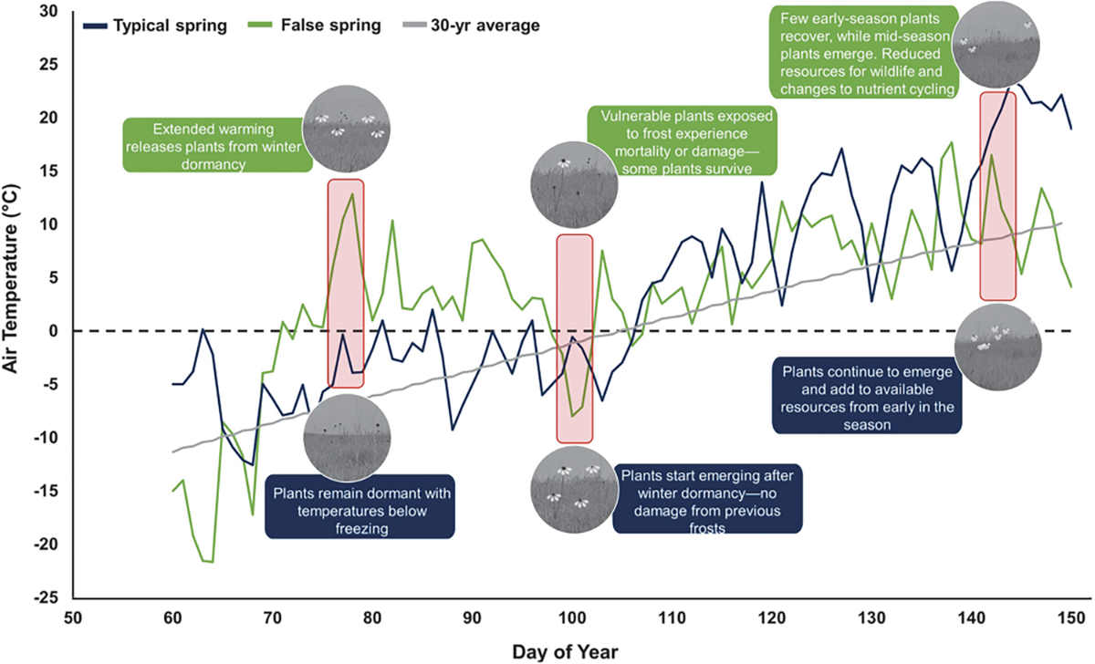 Depiction of a false spring (green line) compared with a typical spring (blue line) in terms of air temperature and day of the year. The 30-year average temperature (gray line) is included for a reference point, along with potential direct and indirect responses to each type of spring. Data from NDAWN (https://ndawn.ndsu.nodak.edu/) were manipulated by the authors to create conceptual figure.