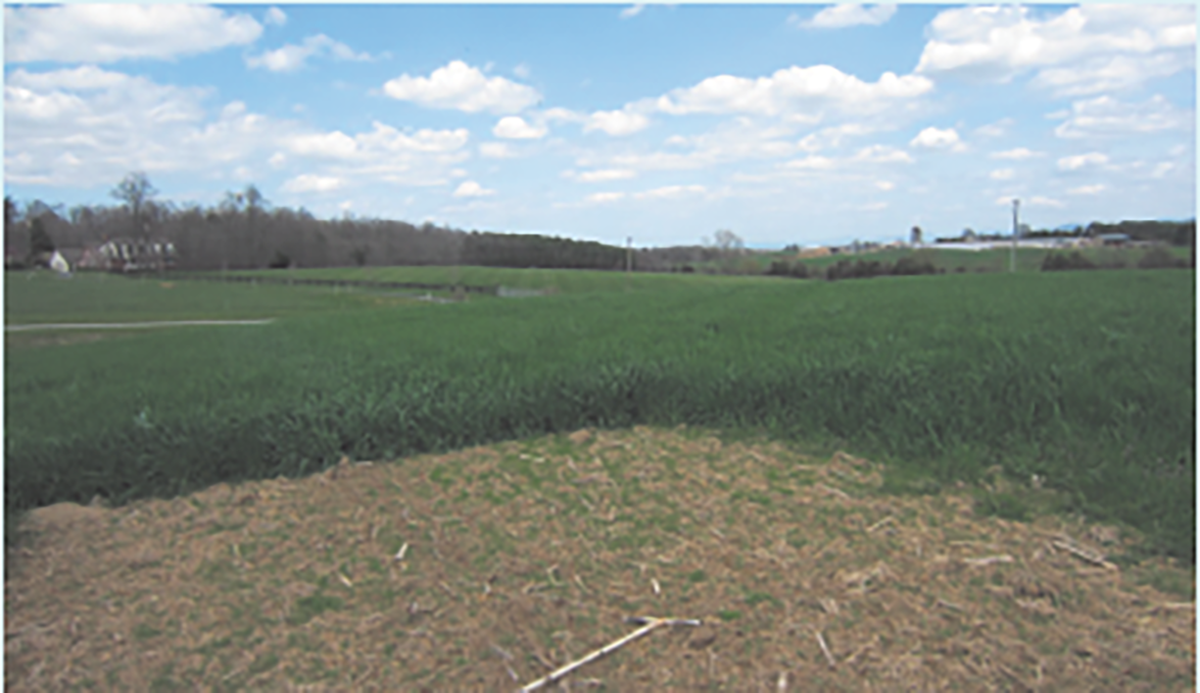 Plots without cover crops next to actively growing cover crops.