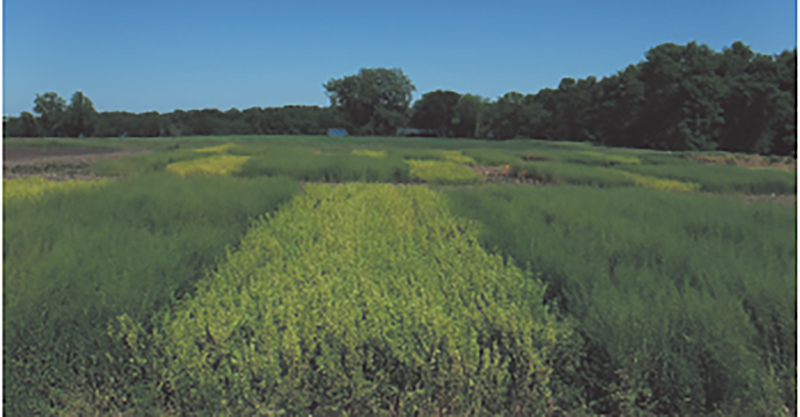 Pennycress and winter camelina near the ripening stage in early June at the USDA Swan Lake Research Farm. Photo by Cody Hoerning.