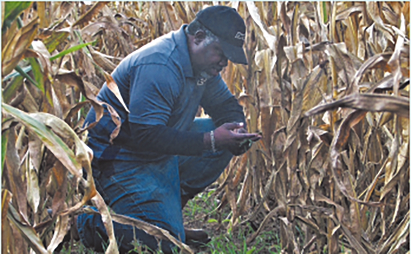 Dr. Shalamar Armstrong inspecting early growth of a cereal rye and daikon radish cover crop mixture interseeded into maize. Photo courtesy of Richard Roth.
