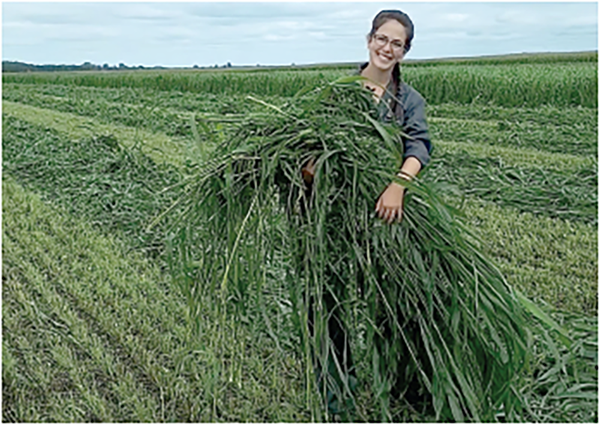 Harvested forages from a field of sudangrass and alfalfa in southwest Quebec. Photo by Caroline Matteau.