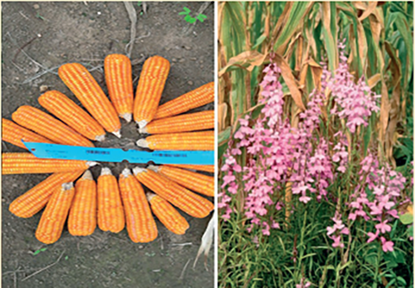 Cobs of some Provitamin A extra-early maize hybrid (left) and a heavily infested Striga maize field (right).