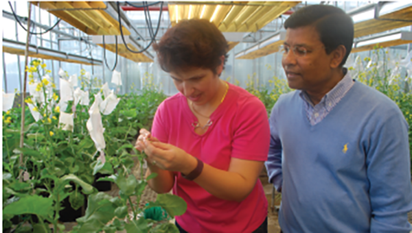 Ph.D. student Azam Nikzad (first author of the paper) crossing canola while Habibur Rahman (supervisor and corresponding author of the paper) looks on.