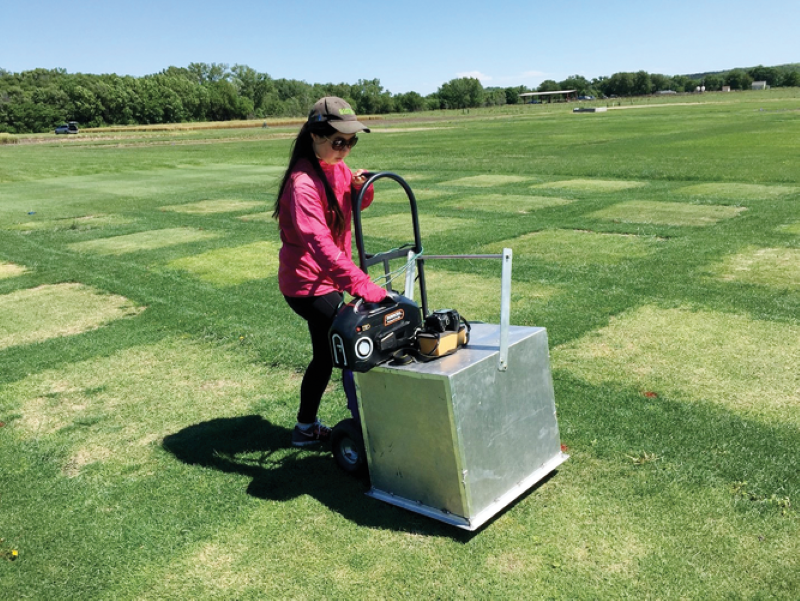 Dr. Mingying Xiang using a light box to take digital images and determine green color of a zoysiagrass–tall fescue polystand.