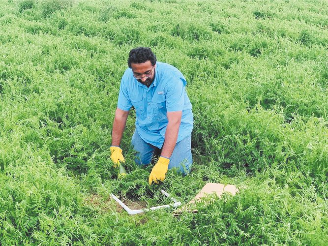 Lead author of the study, Dr. Gurbir Singh, collecting hairy vetch cover crop biomass samples before termination of cover crops. Photo by Gurpreet Kaur.