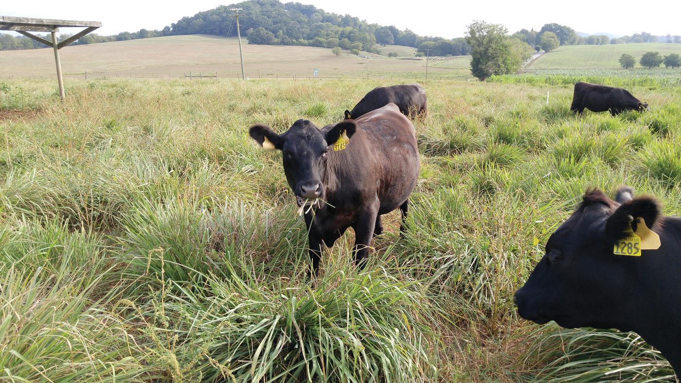 Heifers grazing eastern gamagrass during late summer drought. Although nutritive values are reduced by September, ample forage remains available.