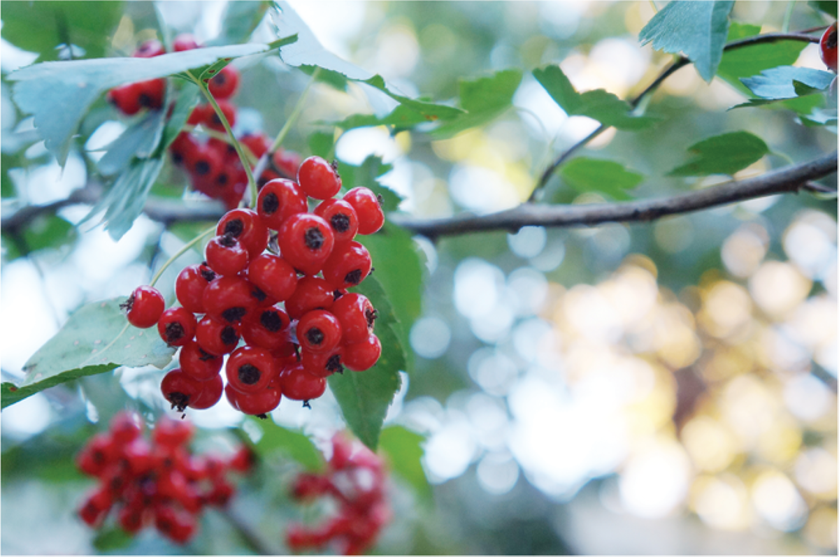 Source: UC Davis Arboretum and Public Garden.
