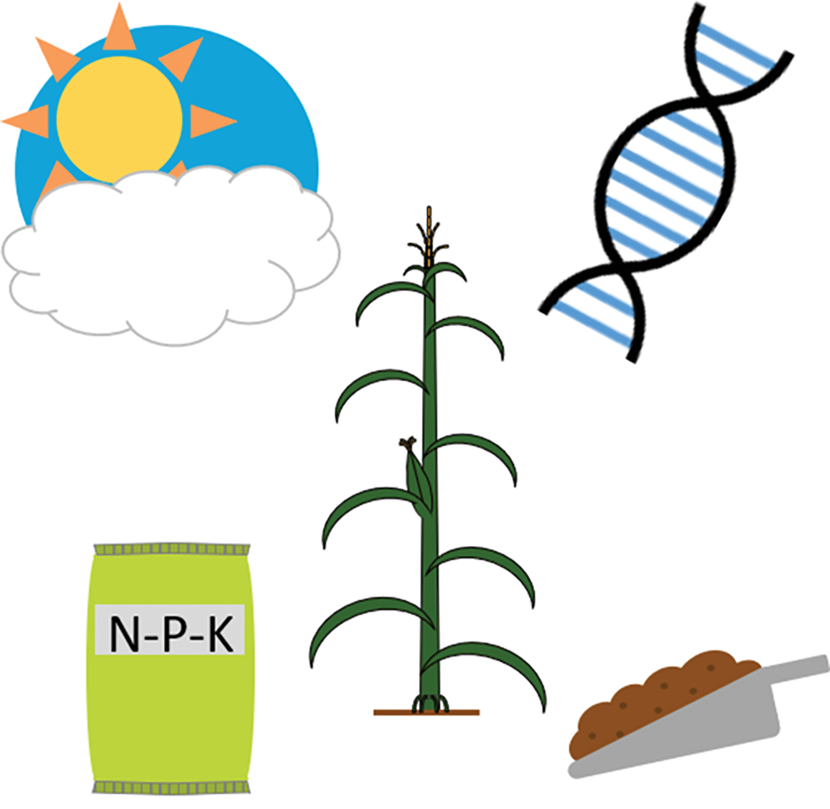 Advances in technology, methods, and datasets should allow for more accurate phenotype predictions based on genetic, environmental, and management data. Illustration courtesy of Jacob Washburn.