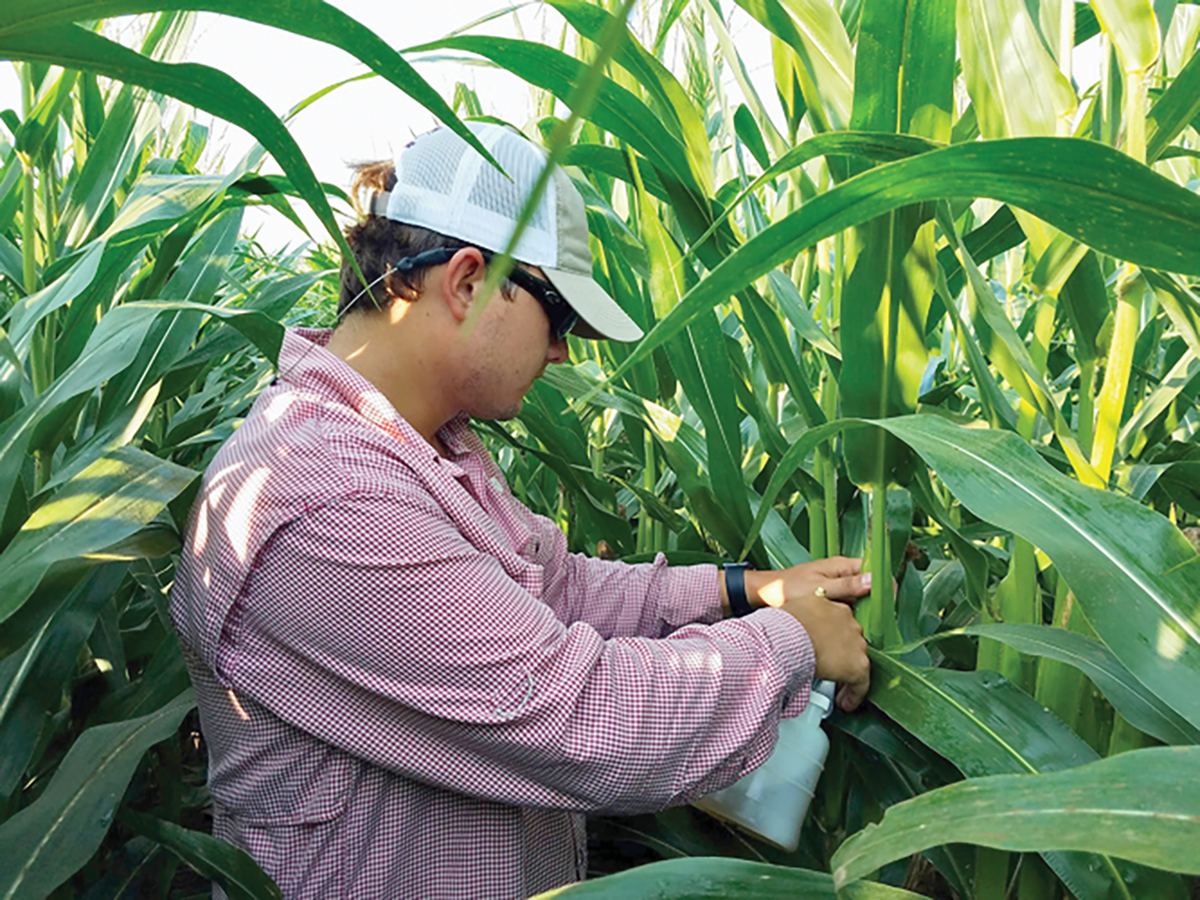 Inoculating short-season corn with A. flavus. Photo courtesy of Joey Williams.