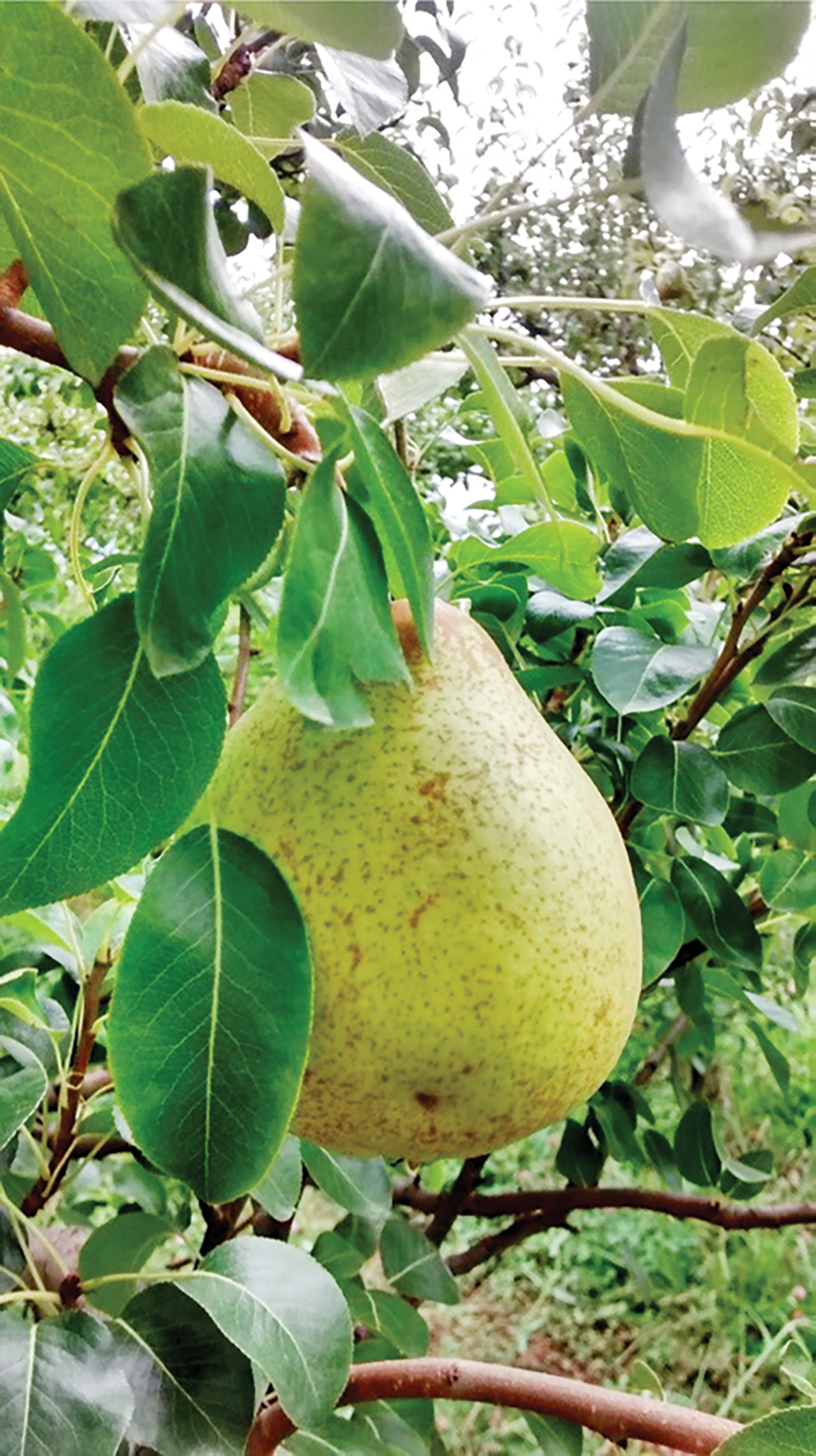‘Rocha’ pear harvest in Southern Brazil, 2017. Photo courtesy of P.B. Sete.
