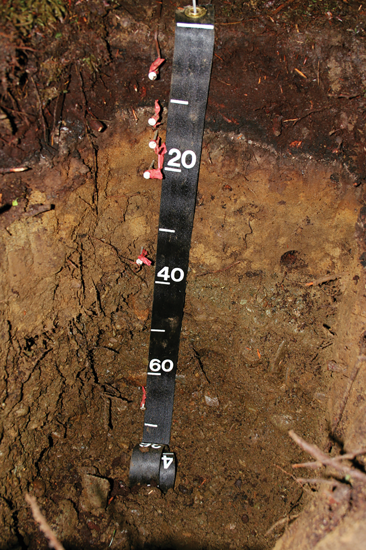 Tuxekan soil (Spodosol). Photo courtesy of David D’Amore.