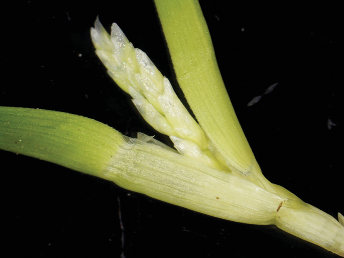 Seedhead emerging from sheath of annual bluegrass. Photo courtesy of Matthew Elmore.