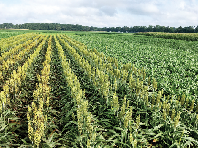 Plot layout for the experiment with five summer crops planting at two dates within the normal planting window and following wheat harvest. Photo courtesy of David Jordan.