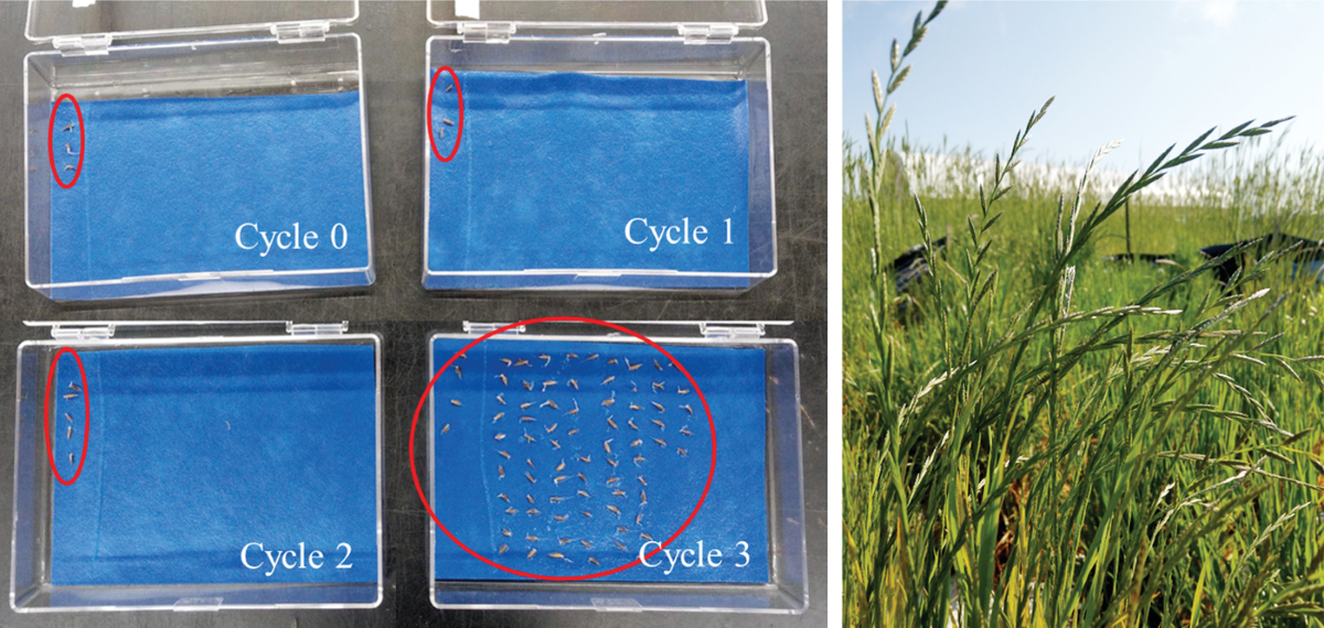 Left: Comparison of all four cycles of selection for germination at 40°C within the first four days. Right: Seed production for annual ryegrass Cycle 3 of selection for high-temperature stress germination in Starkville, MS. Photos courtesy of Eric Billman.