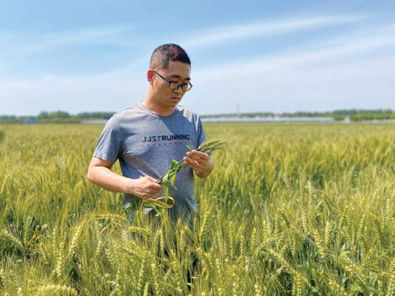 Observing the physiological period of wheat in the field. Photo courtesy of Lijun Yin.