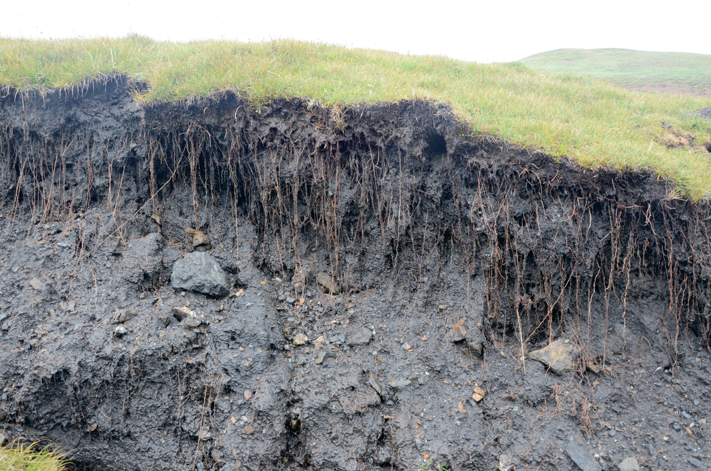 Soil profile beneath the alpine meadow.