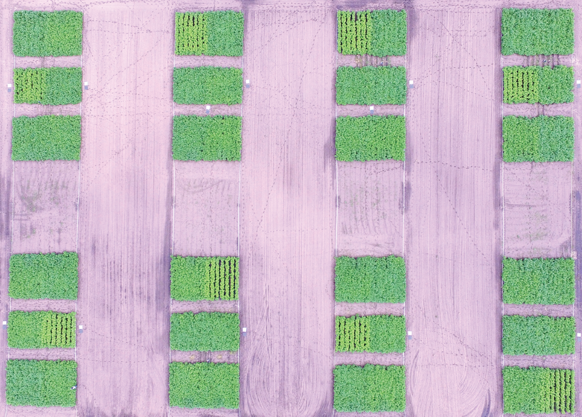 Aerial image of the study plots showing visible differences in crop N status resulting from imposed N treatments. Photo by Tyler Nigon.