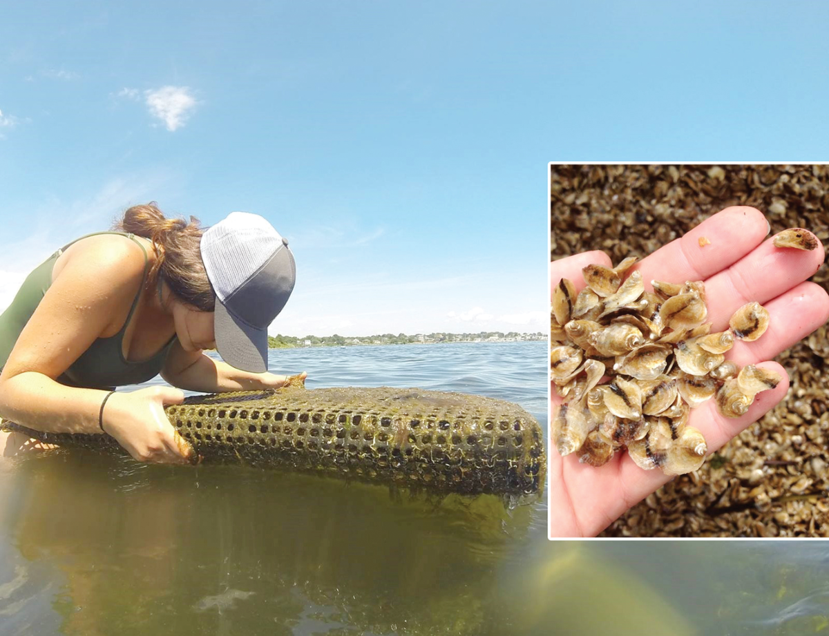 Left: Graduate student Chelsea Duball patiently counts the number of oysters contained in each aquaculture bag to calculate average stocking density values. These bags are used to confine the oysters to a single area, helping to control their population density and to protect them from environmental threats. Photo by Annie Ragan. Right: Baby oysters are grown in confined oyster upwelling systems until they reach mature size and are ready to be exposed to the elements on an oyster farm. Photo by Chelsea Duba