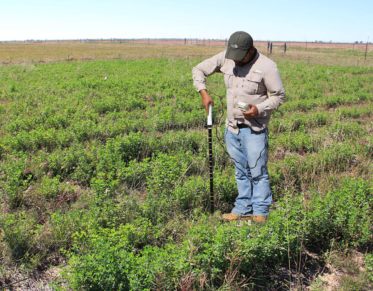 Researcher measuring soil volumetric water content using a portable PR2 capacitance probe between two alfalfa rows in Texas.