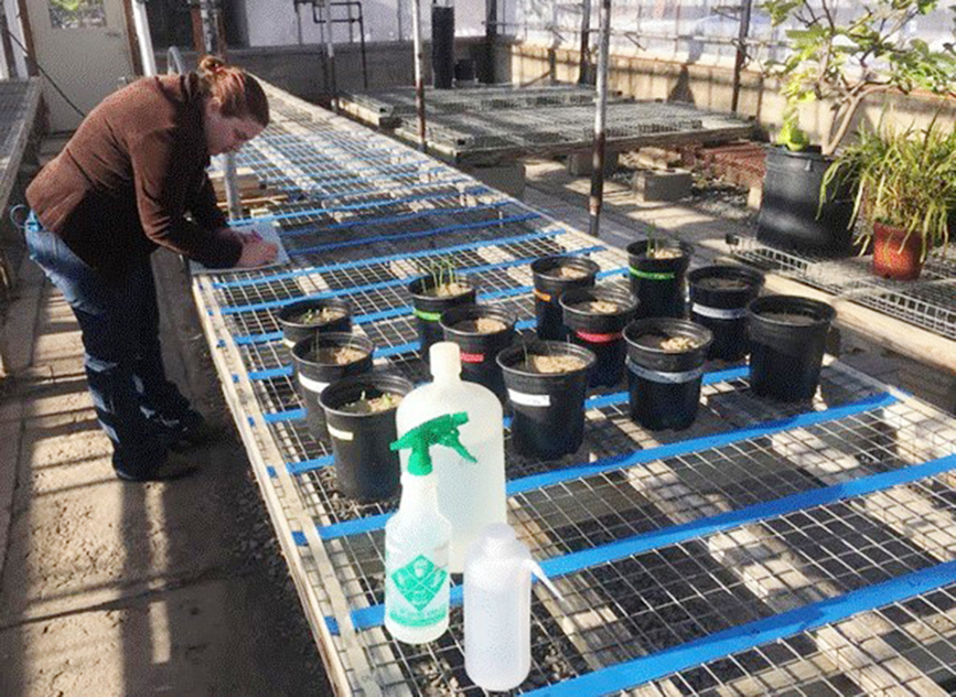 Graduate student growing plants in the greenhouse.