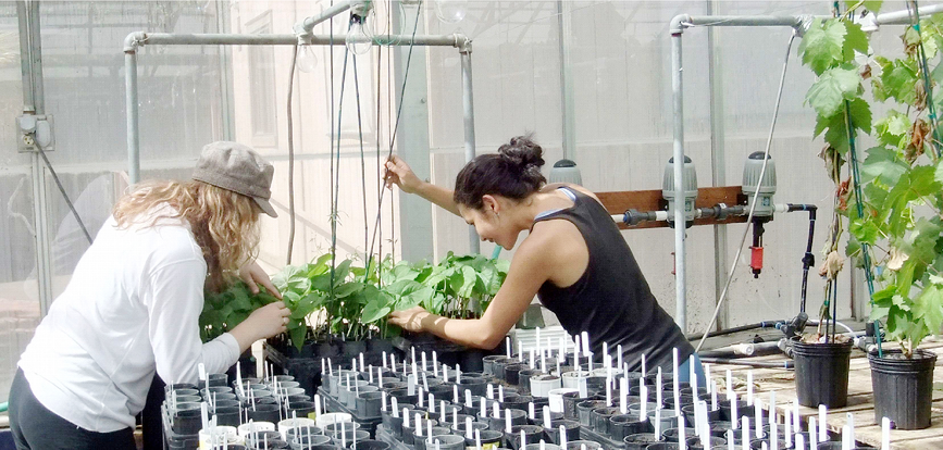 Two undergraduate students work in the Gepts Laboratory at the University of California–Davis. Photo courtesy of Paul Gepts.