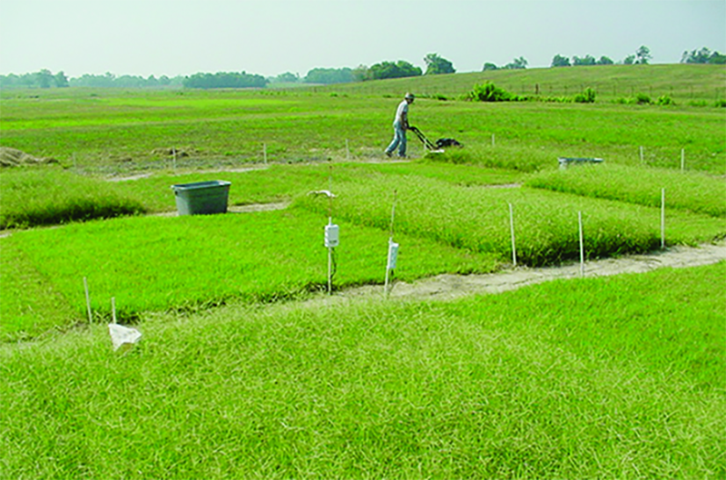 USDA-ARS research plots where forage bermudagrass was harvested in summer (June to September) at different frequencies and stubble heights. The study sought to develop a management practice for balancing forage nutritive value with phosphorus removal in the harvested biomass.