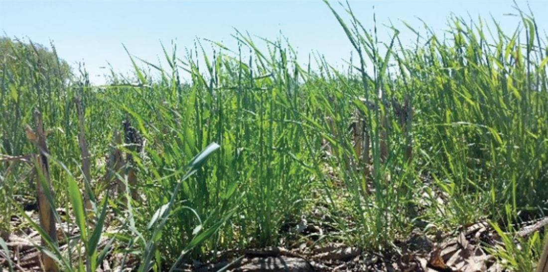 Cover crops at termination time in spring at Mead, NE. Photo courtesy of Sabrina Ruis.