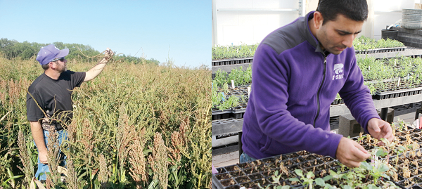 Mike Eckroat (former ag technician) collecting Palmer amaranth seeds from a sorghum field (left) and Vipan Kumar (weed scientist) observing a Palmer amaranth population treated with mesotrione in a greenhouse at Kansas State University Agricultural Research Center, Hays, KS (on right).