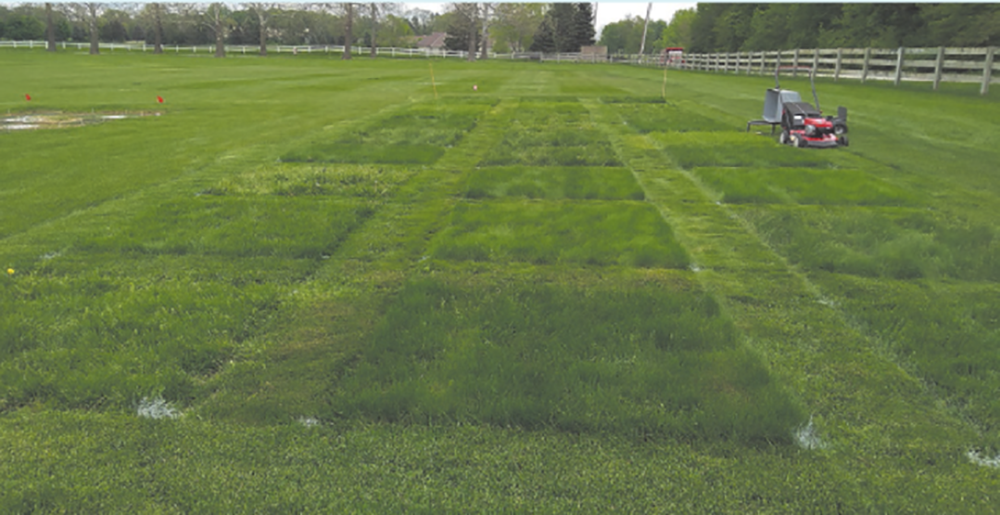 One of several fine fescue research experiments at Purdue University investigating establishment, management, and conversion barriers of fine fescues comparison with other cool-season turfgrasses. Photo by Ross Braun.