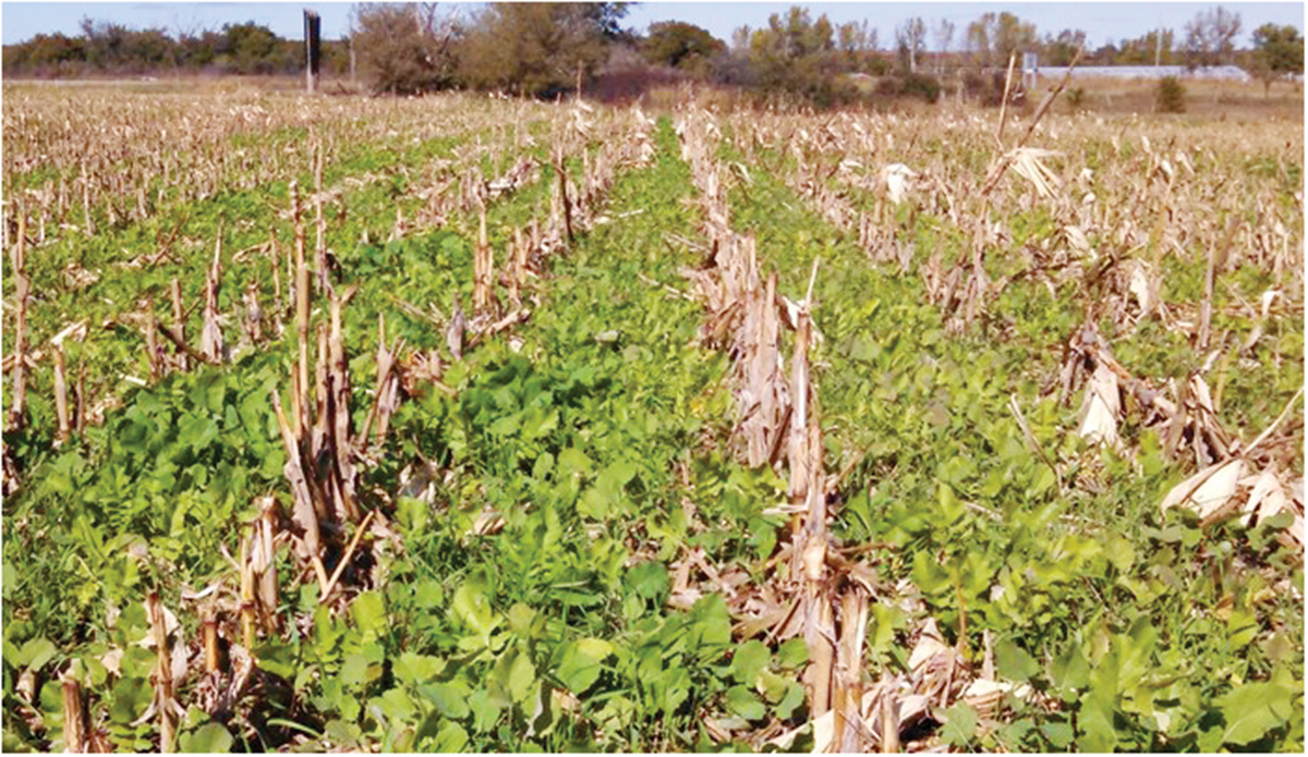 Cover crop species and termination method directly impact phosphorus release from cover crop tissue. To promote water quality, producers should strive to minimize the potential impact of cover crops as a source of phosphorus loss through careful species selection and limiting exposure to freezing conditions.