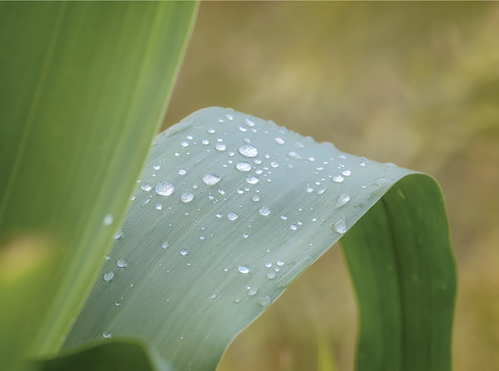 New research in Crop Science tracks the dynamics of water use of maize plants differing in solute accumulation over time. Source: Adobe Stock/IonelV.