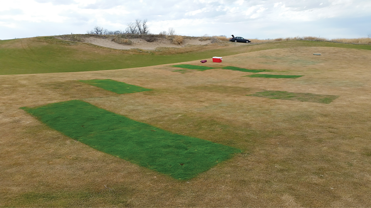 Spring green-up at Awarii Dunes Golf Course in Axell, NE after the protective covers were removed in mid-March.