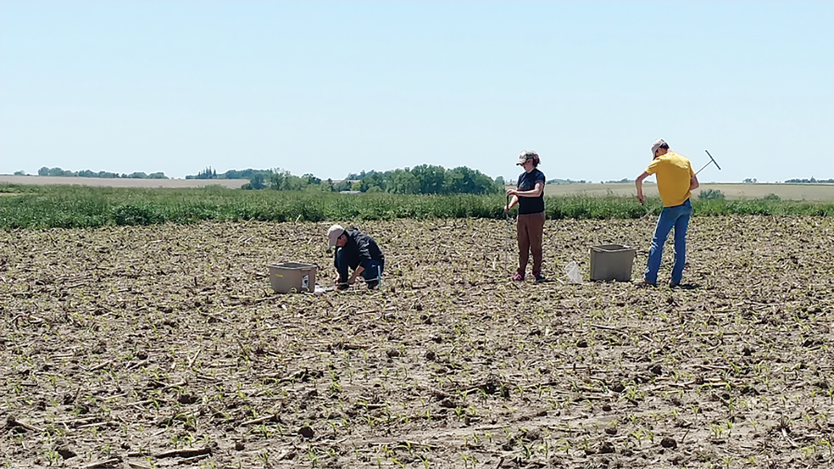 Research assistants taking surface soil samples from research plots.