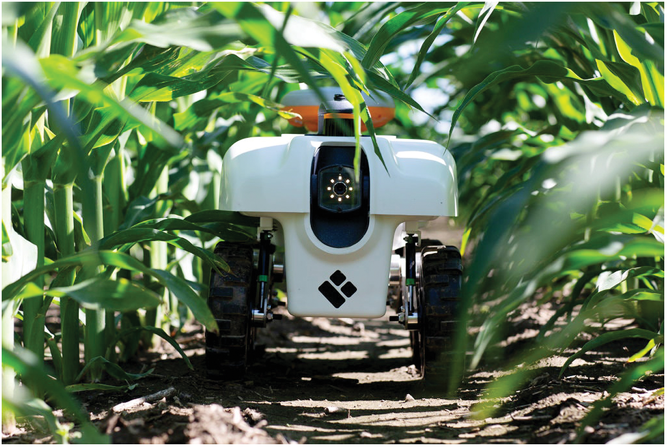 TerraSentia robot, from the University of Illinois at Urbana-Champaign, navigating under the crop canopy to collect plant phenotypic data to assess plant health and traits for breeding decisions. Photo courtesy of Claire Benjamin, University of Illinois.