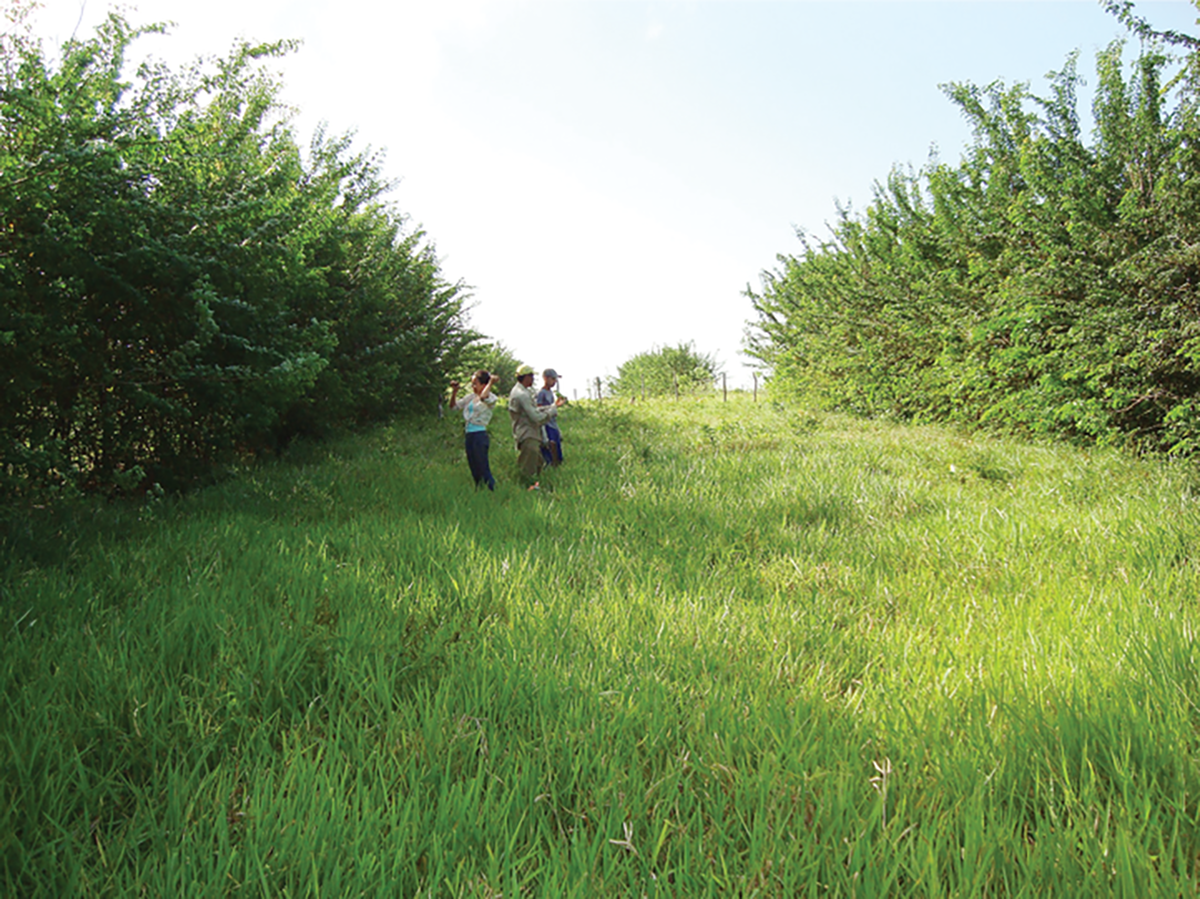 Pure signalgrass pasture at Itambé Experimental Station in Brazil. Photo by J.S. Ferreira.
