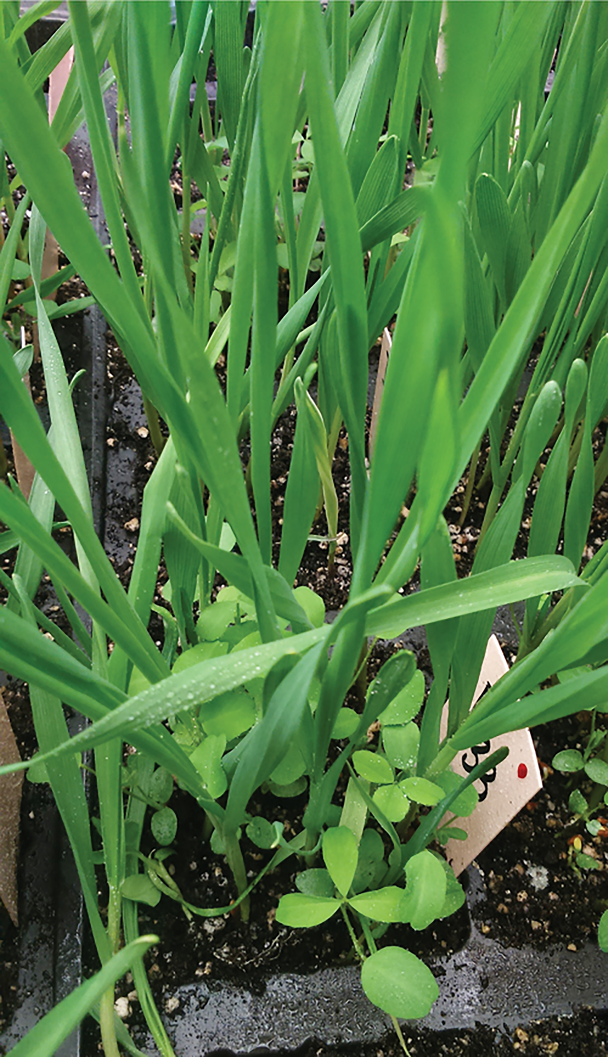 Two-week-old seedlings of rye (Secale cereal L.) inbred line D33 co-cultivated with berseem clover. Photo by Monika Rakoczy-Trojanowska.