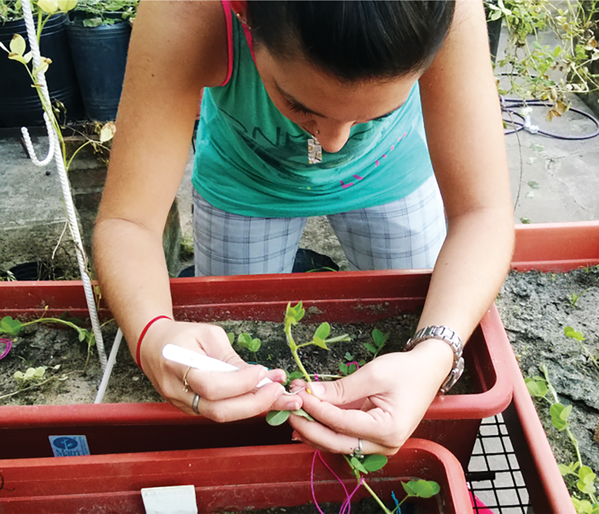 Castration of the Arachis sp. flower bud in the greenhouse of the Instituto de Botánica del Nordestem, Corrientes, Argentina. Photo by Alejandra V. García.