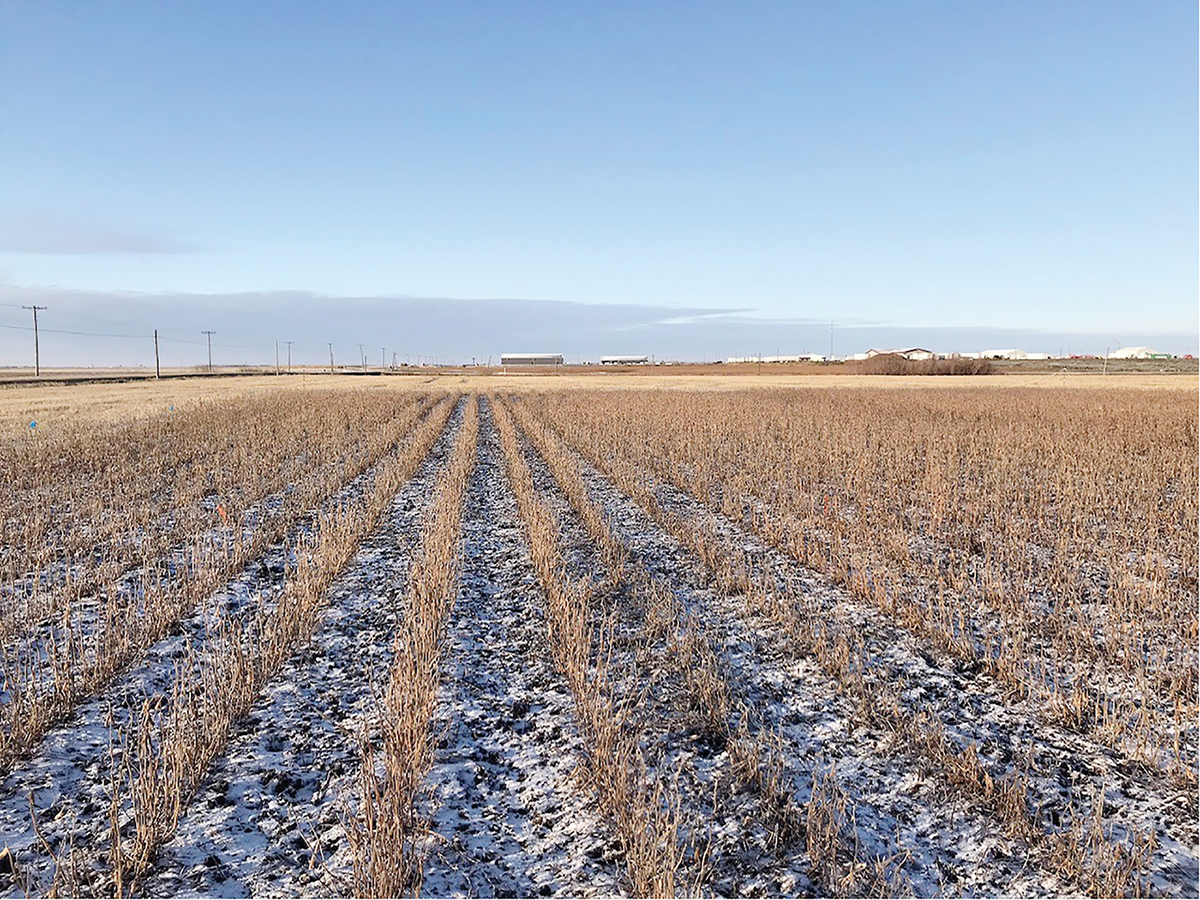 Sometimes it snows during harvest when you are growing soybeans in the Canadian Prairie province of Manitoba. What agronomic factors need to change for new short-season cultivars? A recent publication in Agronomy Journal asks this question and looks at the impact of starter nitrogen fertilizer on soybean yield, quality, and nitrogen fixation. Photo by Virginia Janzen.