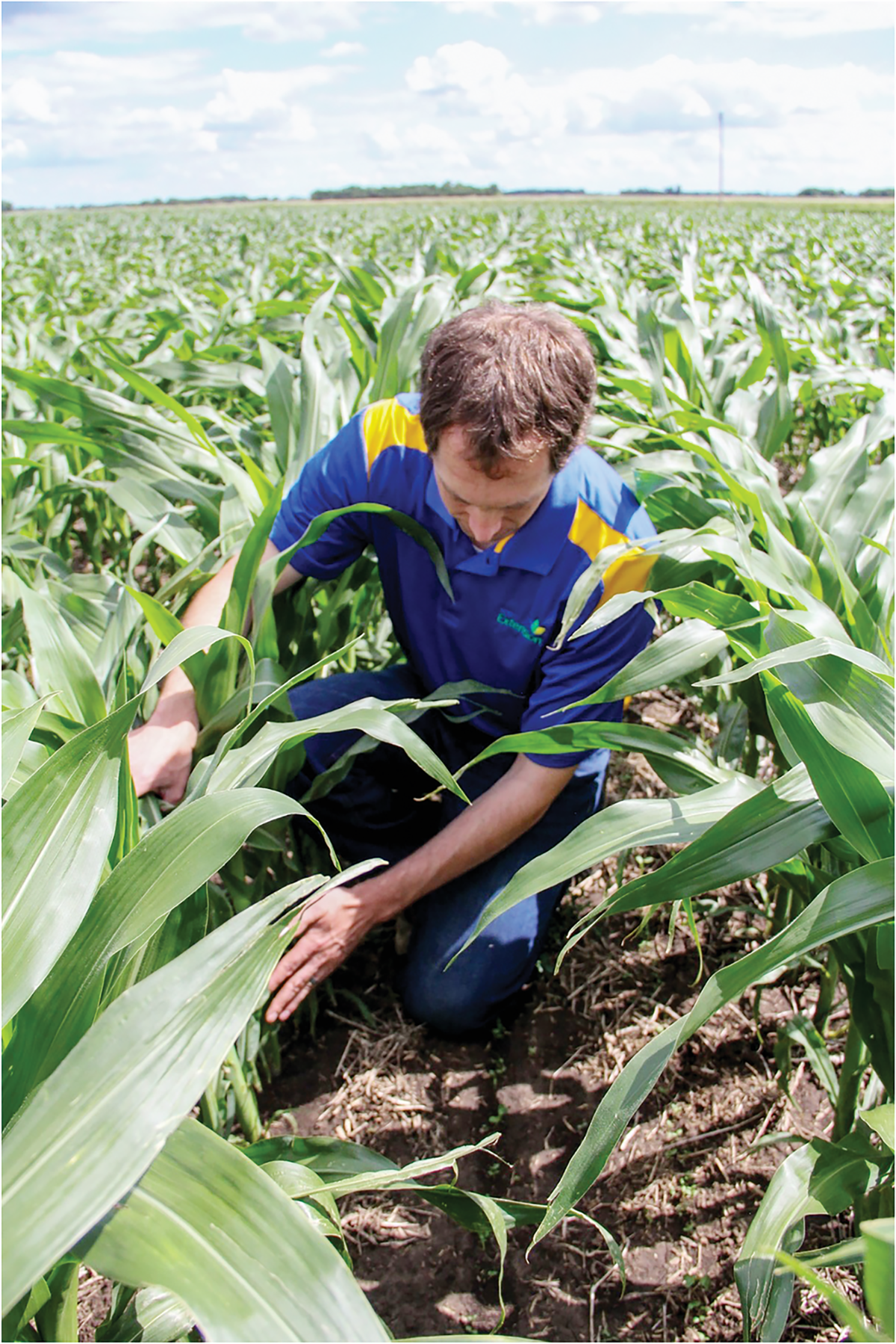 South Dakota Extension Soil Fertility Specialist Jason Clark evaluating corn growth in the fertilizer-nitrogen rate project. Photo by Sadie Vander Wal.