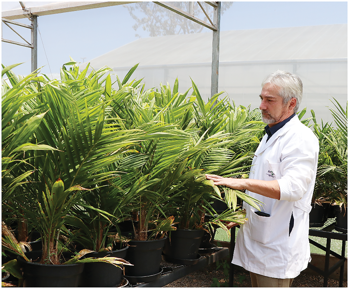 Manoel Teixeira Souza Junior with oil palms in the greenhouse. Photo by Vania Souza.