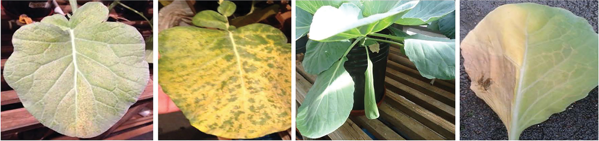 Symptons of ammonia toxicity in old leaves of broccoli (first two panels starting on the left) and cabbage (last two panels).
