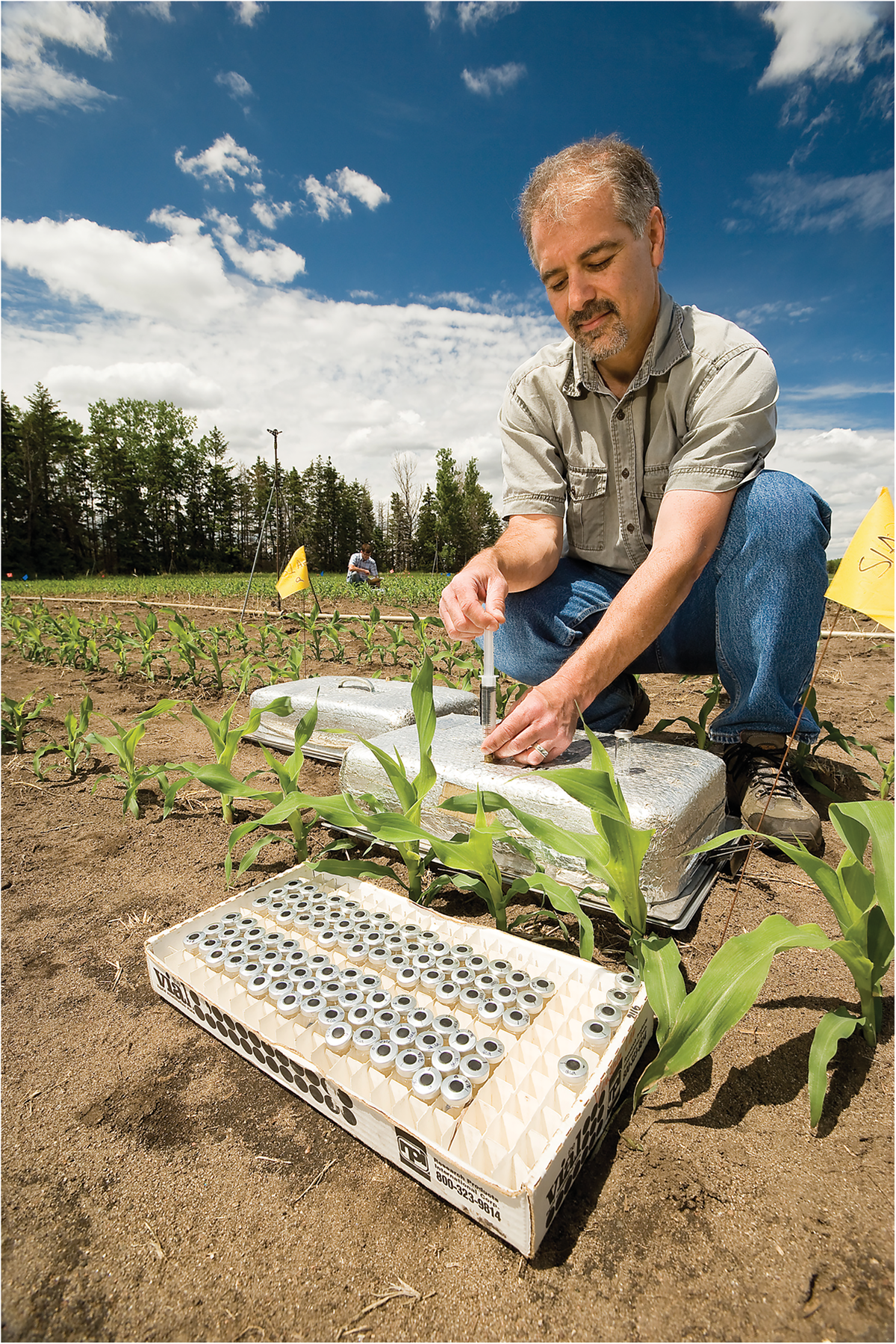 USDA-ARS soil scientist Rodney Venterea (foreground) and technician Jason Leonard collect gas samples from chambers used to measure flux of nitrous oxide and other greenhouse gases from experiments in a Minnesota corn field. Photo by Stephen Ausmus.