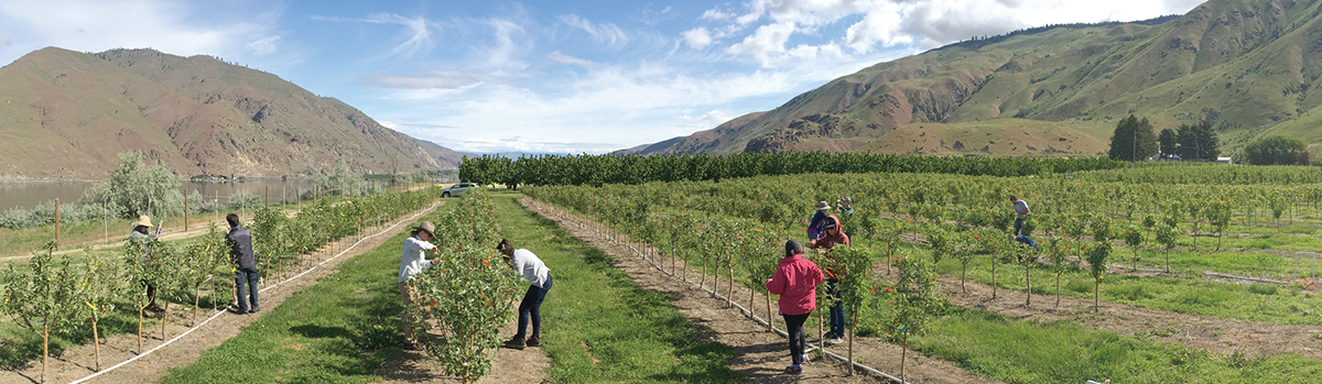 Phenotyping replicated apple population for susceptibility to the bacterial disease fire blight (Erwinia amylovora). Photo by Sarah Kostick, Washington State University.