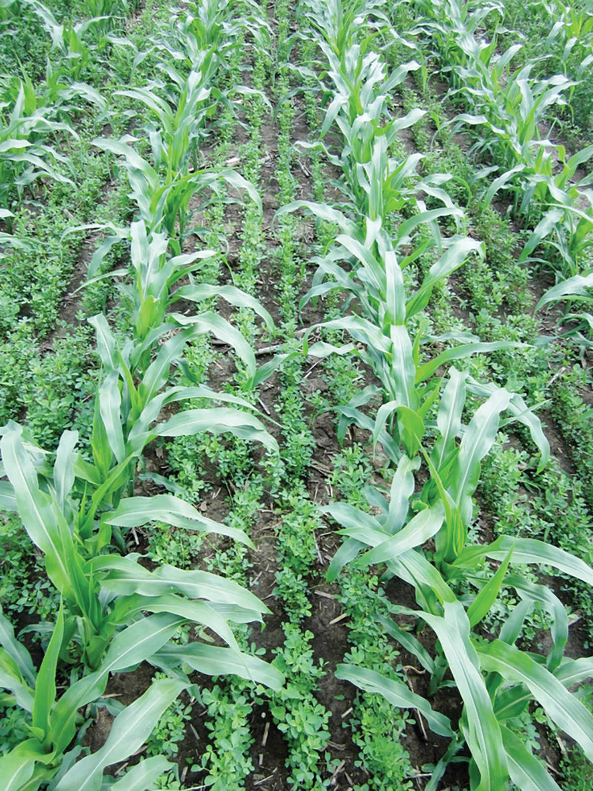 Interseeded corn and alfalfa grow side by side in Wisconsin. Photo by Will Osterholz.