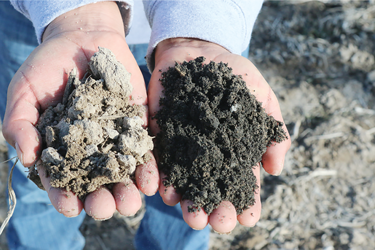 Application of char with about 30% C changed the color of the soil. Photo courtesy of Michael Kaiser.