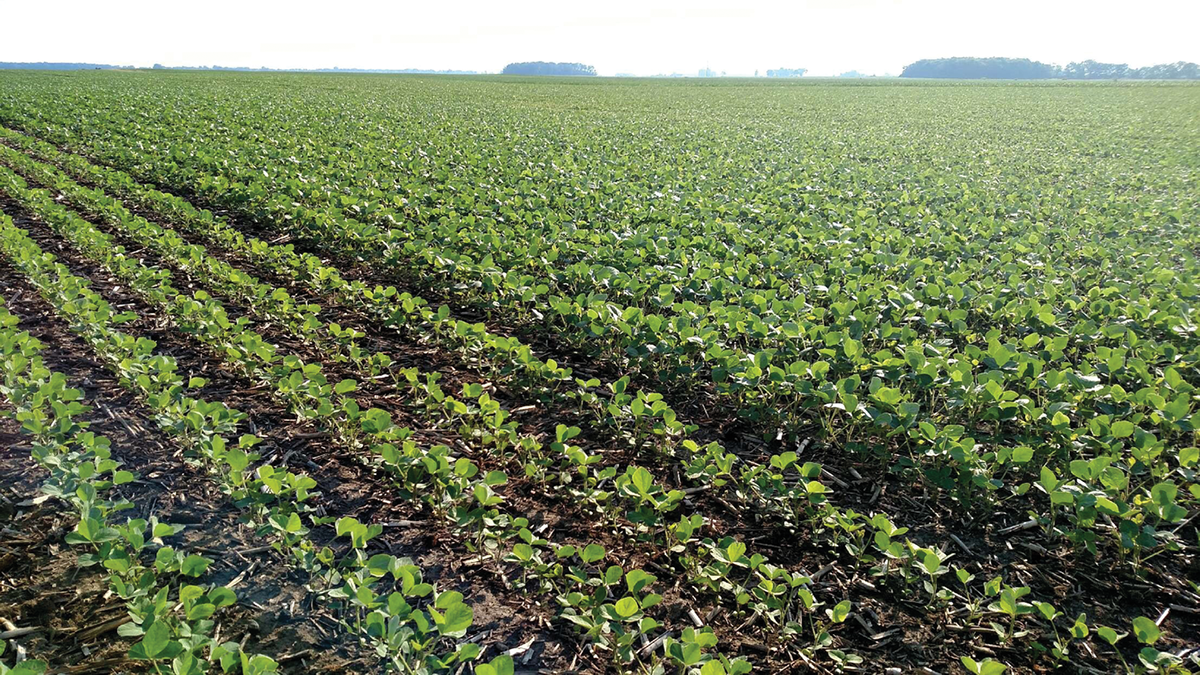 In a follow-up study, farmers are comparing their usual management to that associated with higher yields through the multi-state survey analysis project described in this article. The above field in Ohio was planted with test strips of soybean at different planting dates. Some strips will receive foliar fungicide, and others will not. Photo by Laura Lindsay, Ohio State University.