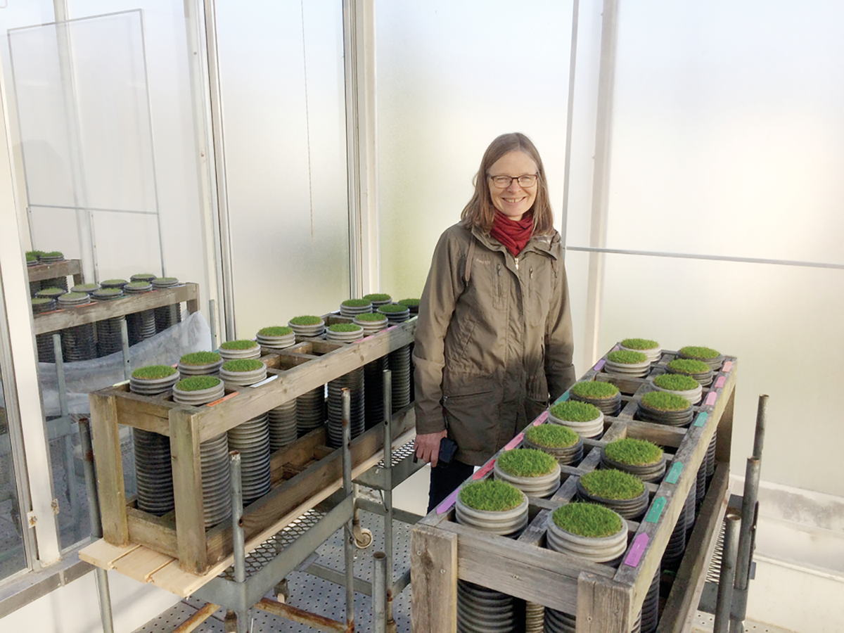 Anne Falk Øgaard, first author of a new Agronomy Journal article, studied possible interactions between temperature and increasing P rate on creeping bentgrass grow-in from seed and early spring growth. Photo by Trygve S. Aamlid.