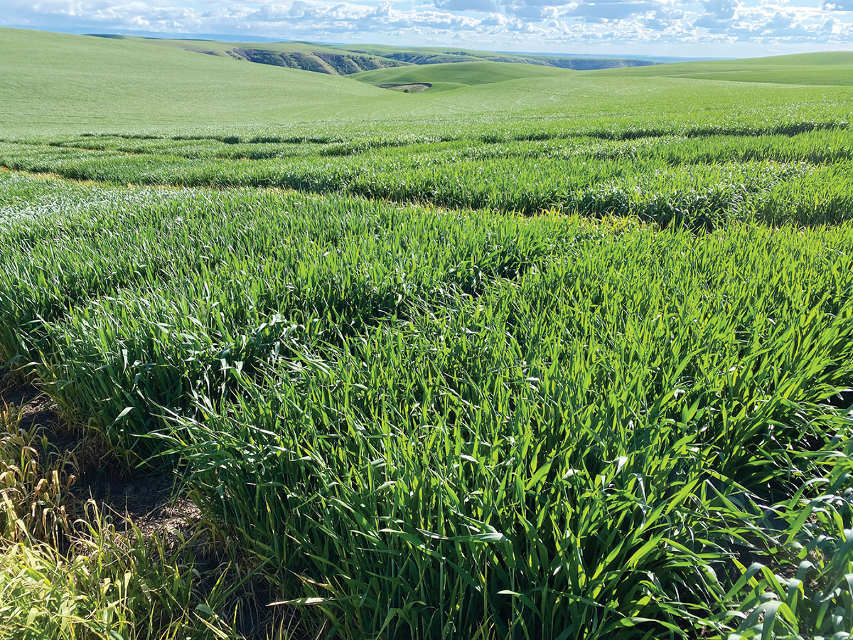 Madsen, growing next to lines that have it as a parent, in the Palouse region of Washington State. Photo courtesy of Arron Carter.